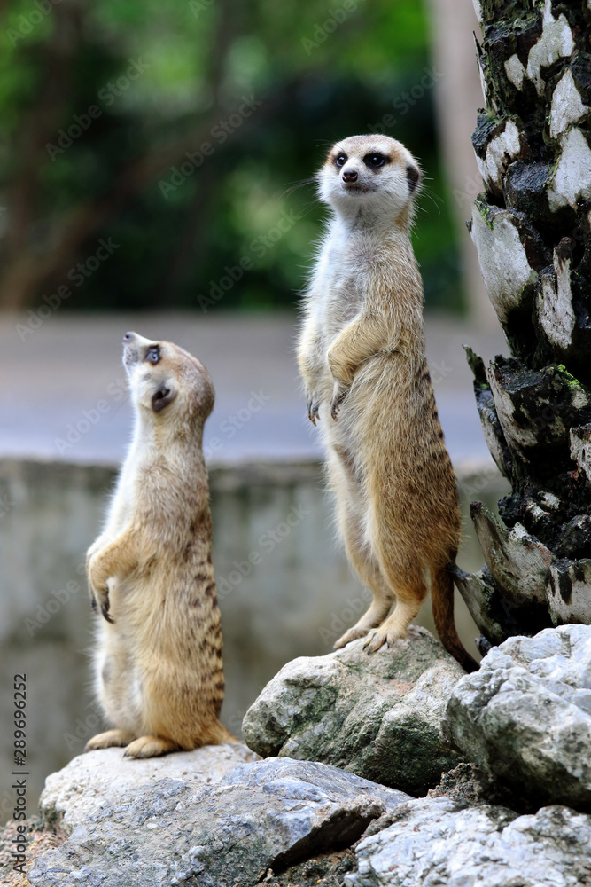 Fototapeta premium Watchful meerkats standing guard in the zoo.