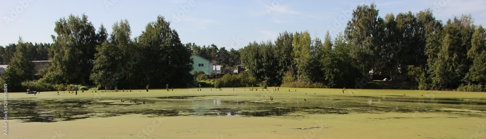 swampy pond in the village