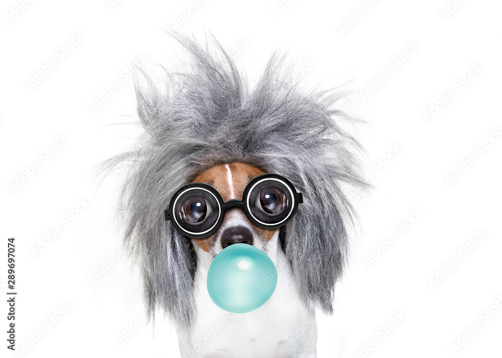 Obraz premium intelligent smart dog with an idea, chewing bubble gum