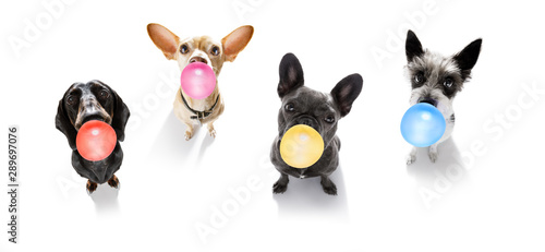 Fototapeta Naklejka Na Ścianę i Meble -  dog chewing bubble gum