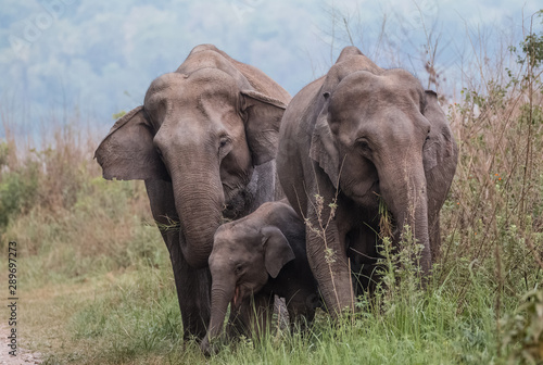 Big Asian Elephant Family at Jim Corbett National Park