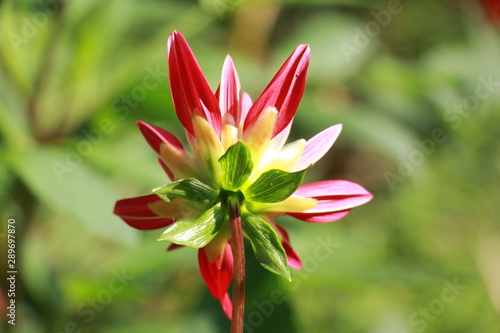 Dahlia  flowers in the garden