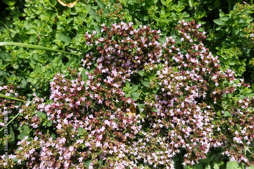 Hydrangea macrophylla broad flower head closeup and selective focus on a few small delicate pink flowers and petals on this deciduous shrub mophead in a garden