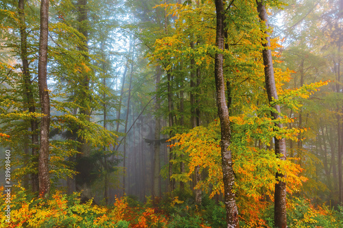 autumnal beech forest background. wet foliage in fall colors. mysterious weather condition on a foggy morning. beautiful nature scenery