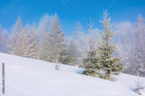 forenoon fairy tail in winter. spruce trees in hoarfrost on the snow covered meadow. forest in the distance beneath a clear blue sky. magic moment of the white season