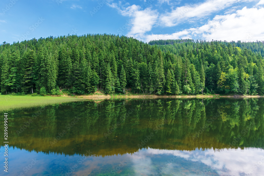 beautiful summer landscape in mountains. lake among the spruce forest. wonderful sunny weather with some clouds on the sky. scenery reflecting in the water. great symmetric view of green and blue natu