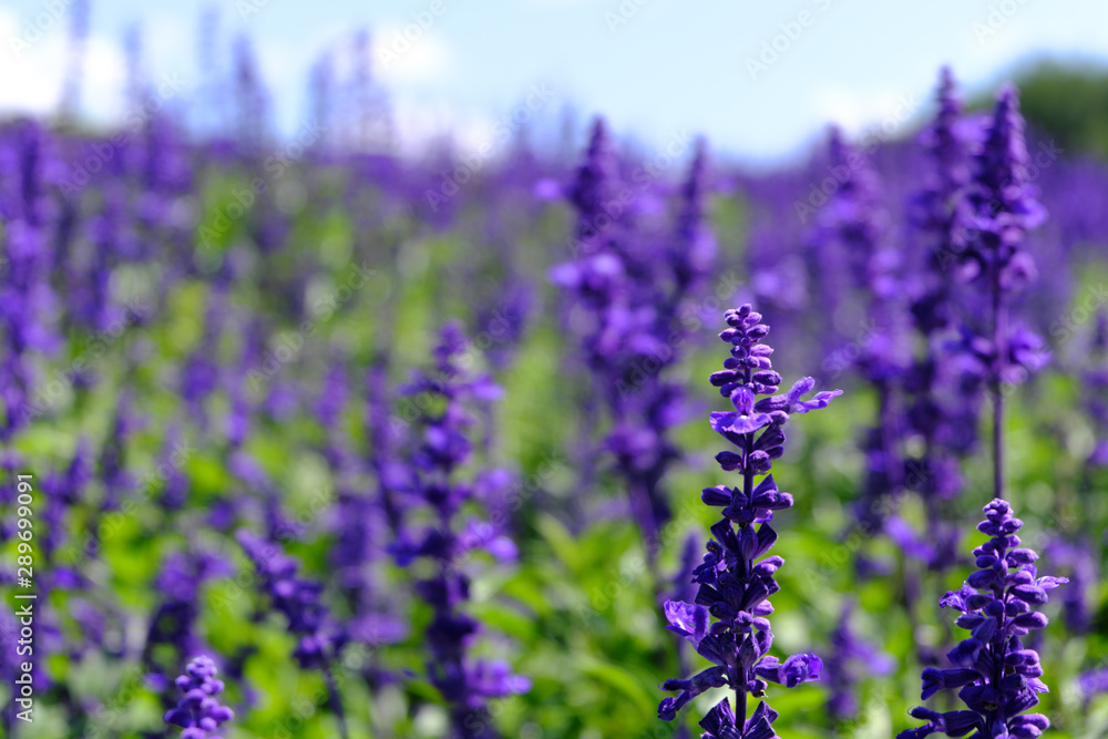Obraz premium Lavender Garden