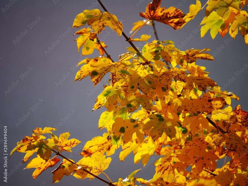 Herbst Herbst