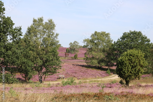 Bank am Wanderweg zum Wilseder Berg in der Lüneburger Heide photo