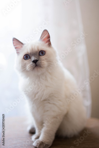 Wallpaper Mural kitten scottish british cat burma munchkin animals Torontodigital.ca