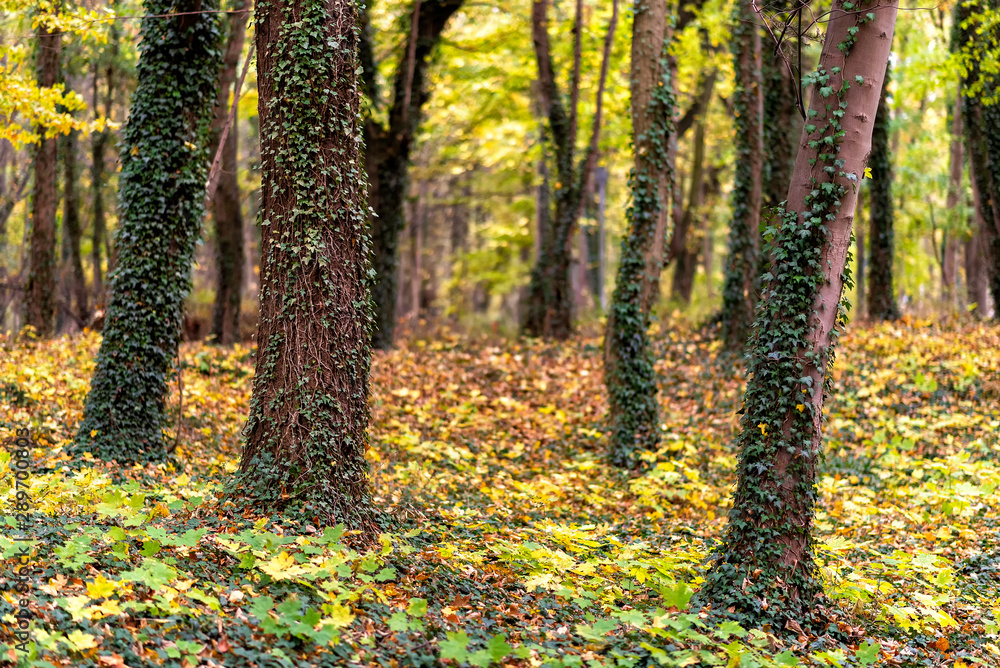 follage in autumn in Europe