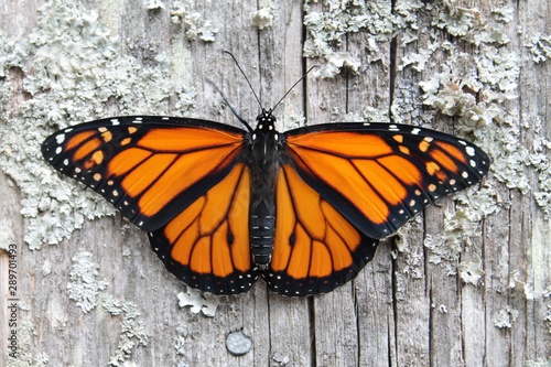 monarch butterfly on old wood