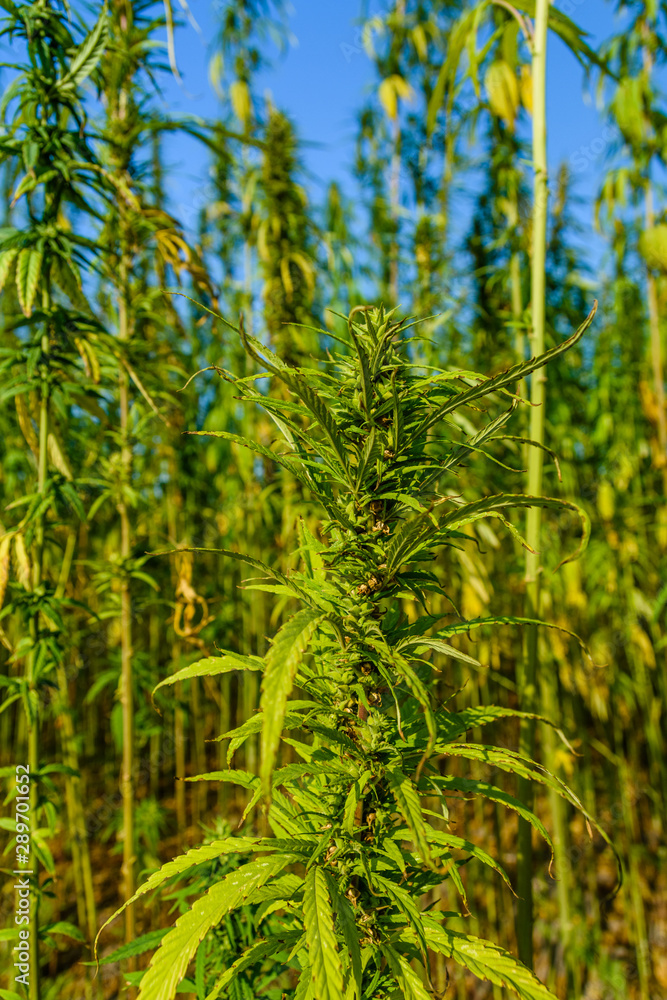 Closeup of green medical cannabis plant Closeup of green medical cannabis plant