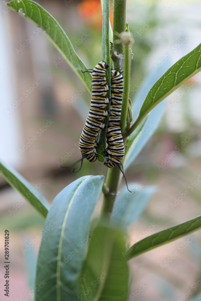 two caterpillars on a leaf