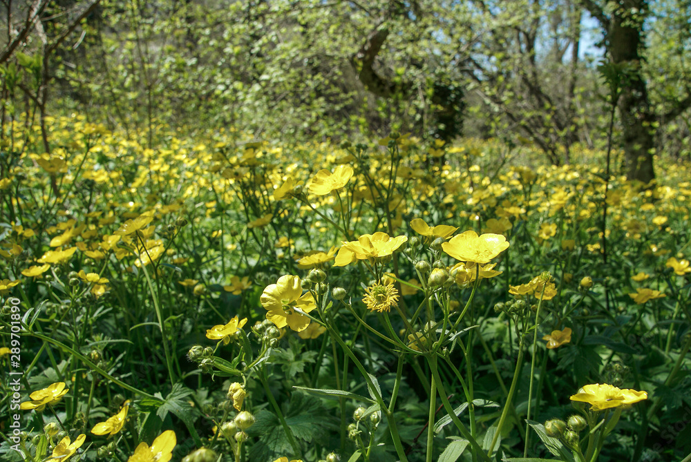 Obraz premium yellow ranunculoides in spring forest