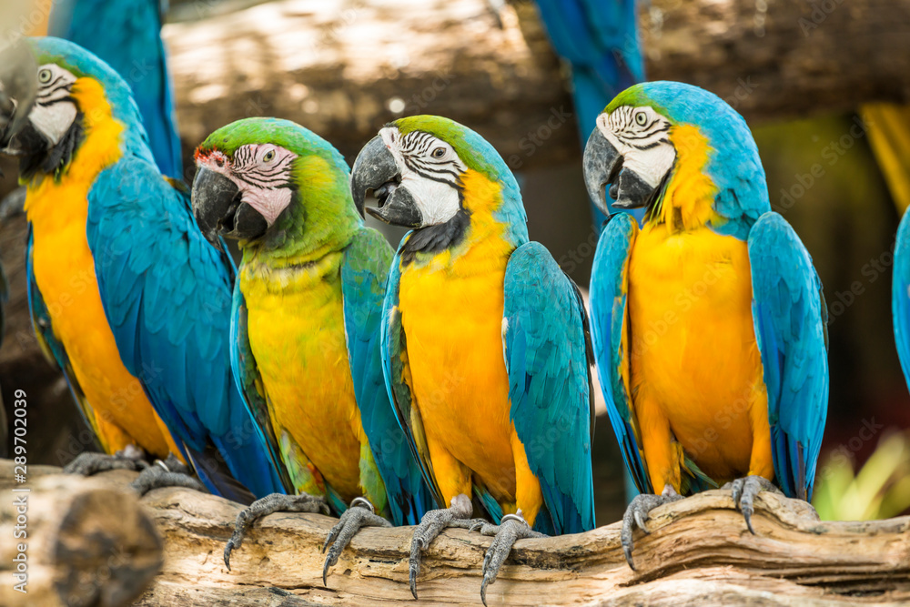 Macaw parrots bird close up