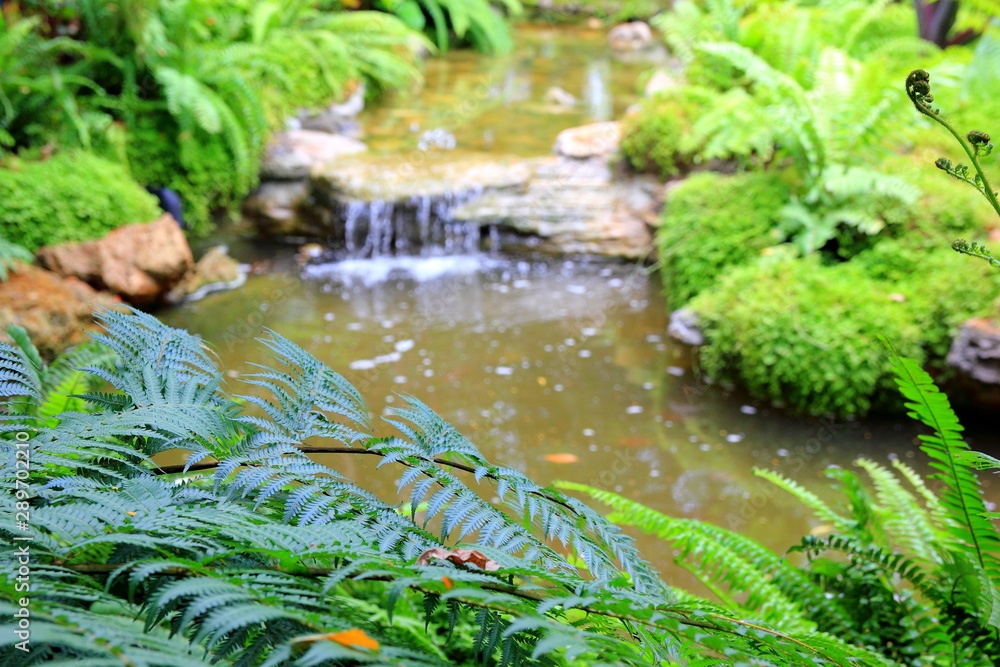Forest stream with green in the river , Ferns leaves and rocks covered with moss. Forest stream with green in the river , Ferns leaves and rocks covered with moss.