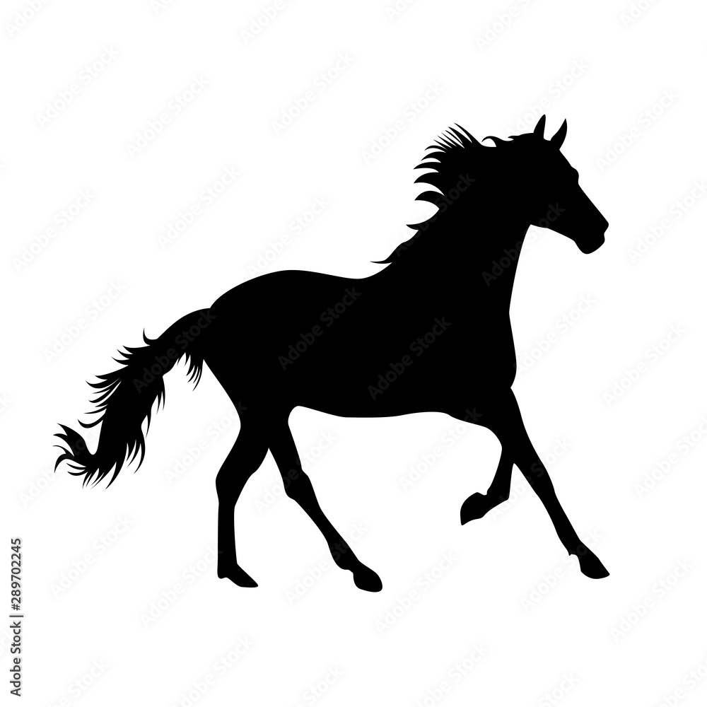 silhouette of a horse isolated on white background