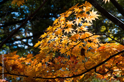 Wallpaper Mural 黄色く色づいたモミジの葉 Torontodigital.ca