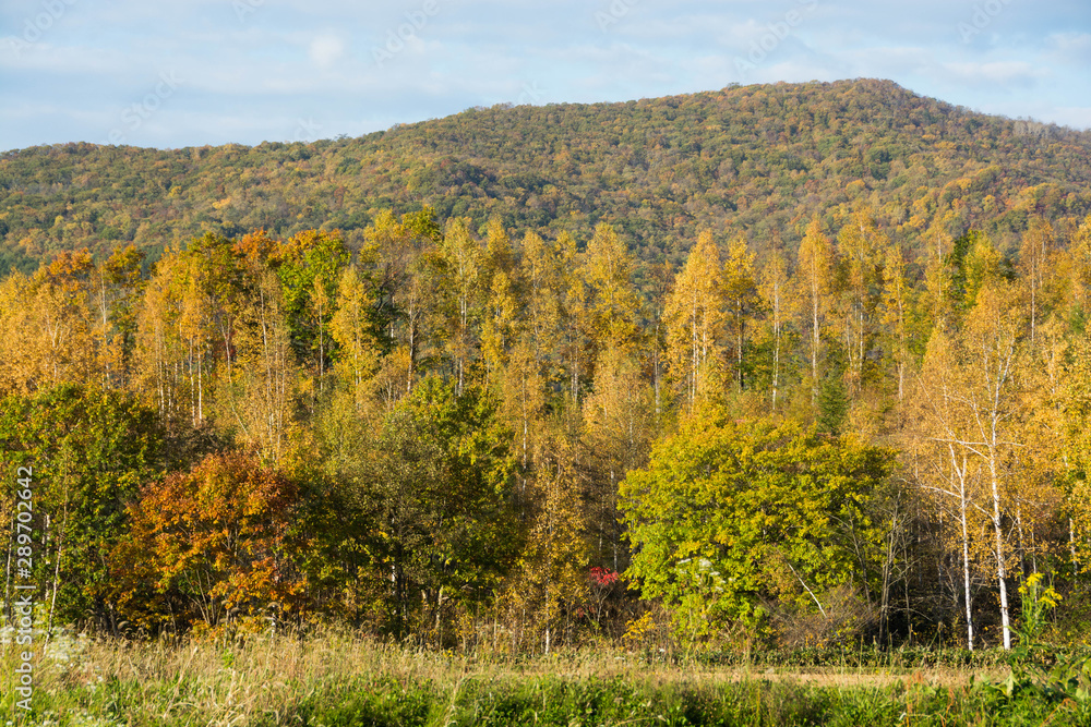Fototapeta premium 秋の野山