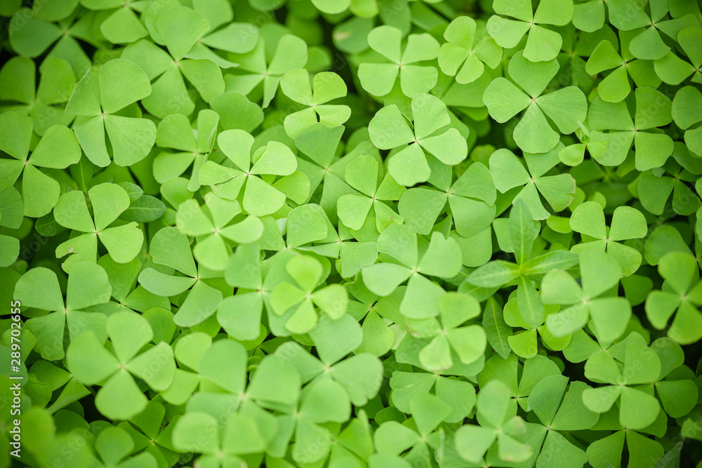 Nature of green leaf in garden at summer. Natural green leaves plants using as spring background cover page greenery environment ecology wallpaper Nature of green leaf in garden at summer. Natural green leaves plants using as spring background cover page greenery environment ecology wallpaper