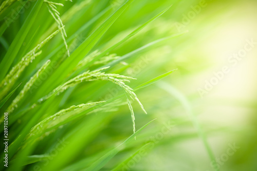 Nature of green leaf rice in garden at summer. Natural green leaves plants using as spring background cover page greenery environment ecology wallpaper
