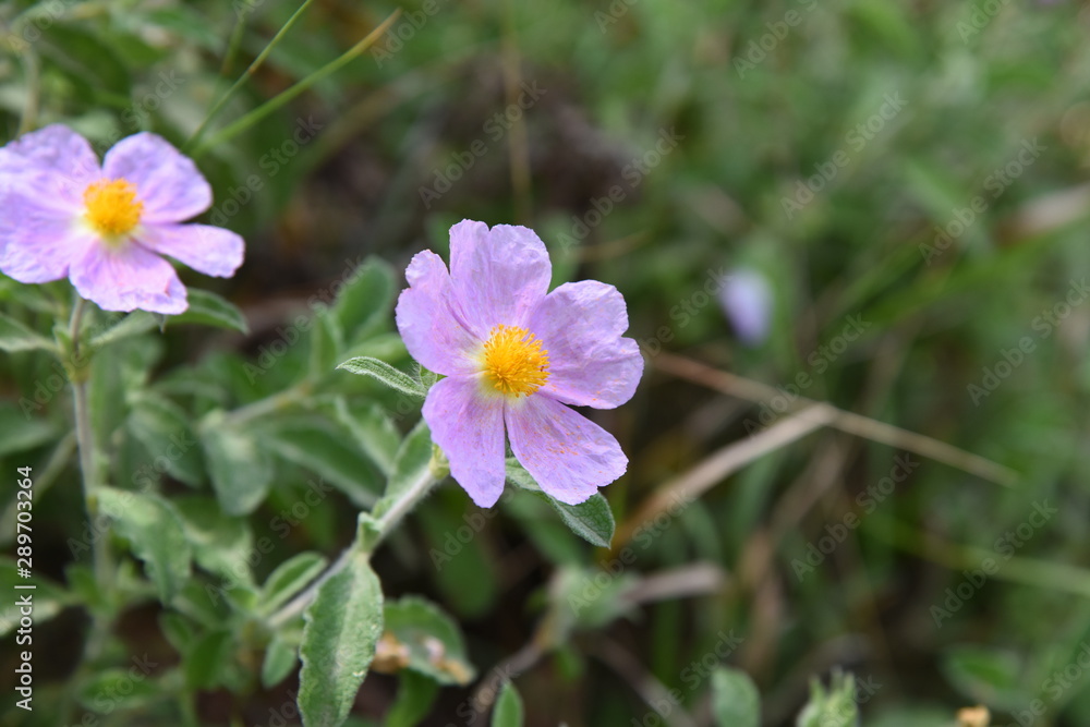 forest flower