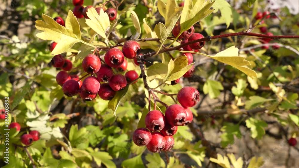 Crategus or hawthorn - thorny bush. It is a decorative and medical plant. Fruits are good food for wildlife. Ukraine (Odessa region). Crategus or hawthorn - thorny bush. It is a decorative and medical plant. Fruits are good food for wildlife. Ukraine (Odessa region).
