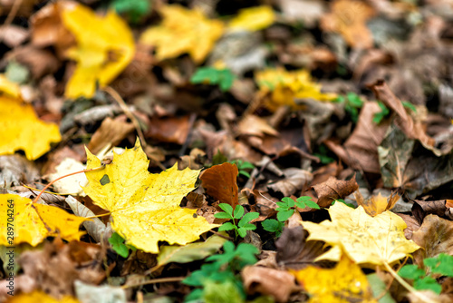 follage in autumn in Europe