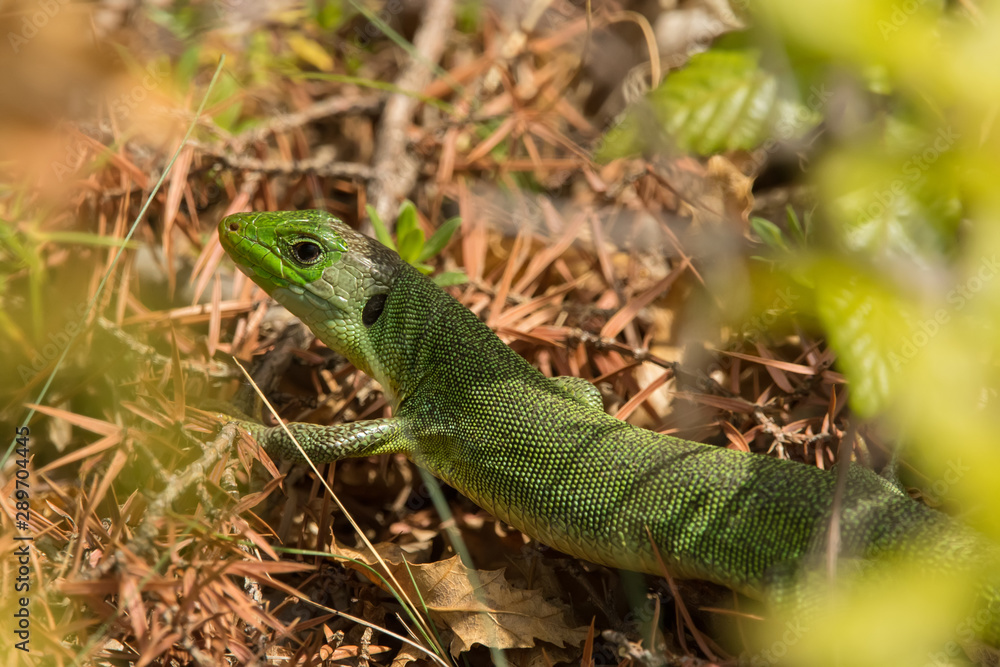 A great green lizzard
