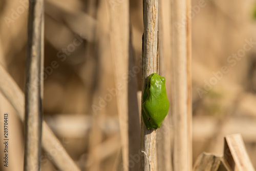 A frog in the wild