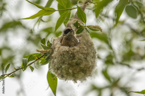 Eurasian penduline tit, Remiz pendulinus