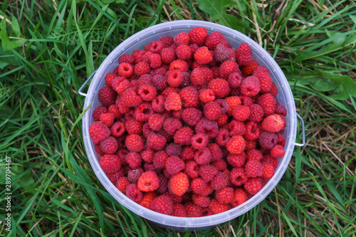 A lot of red juicy raspberries in a plastic bucket on the grass.