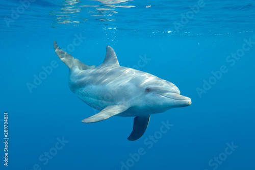 Foto underwater world a dolphin floats in the sea