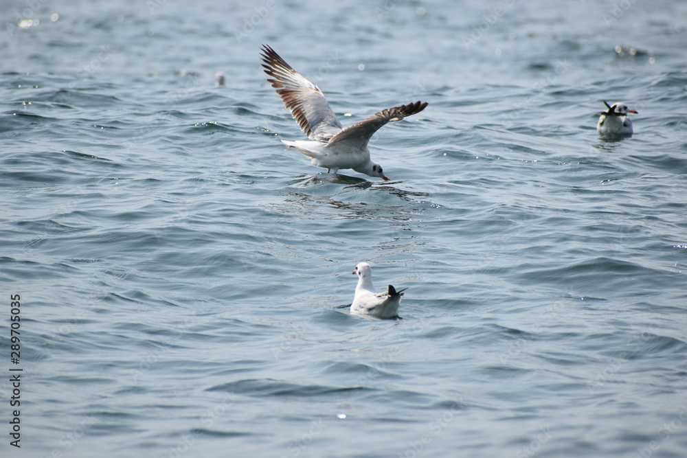 seagull flying over water seagull flying over water