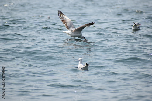 seagull flying over water