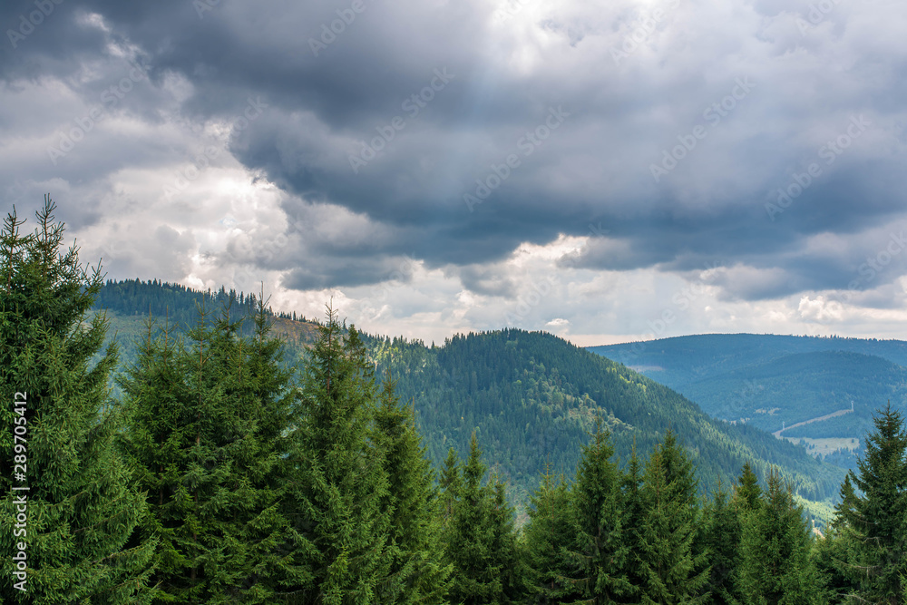 Scenic view to the top of the mountains, dense pine woods, stormclouds in Transylvania, Romania at early autumn.