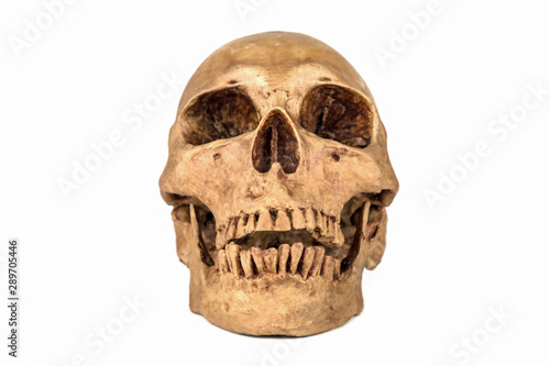 Front view of Skull on white background .