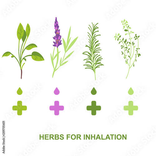 Set of bronchitis Inhaler medicinal herbs. illustration vector