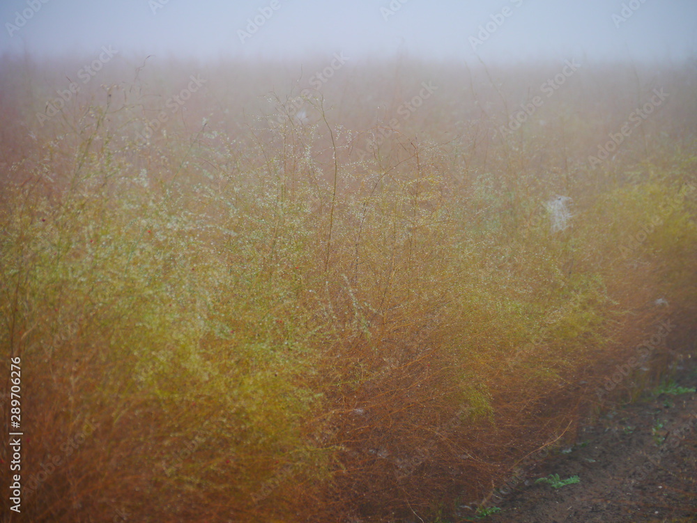 Obraz premium gelbe Spargel-Bäumchen im Herbstnebel