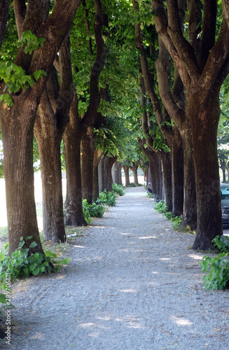 Fototapeta Naklejka Na Ścianę i Meble -  Path and trees along the city wall fortifications, Lucca, Tuscany, Italy 