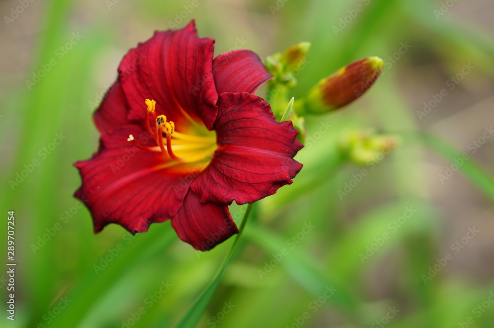 Red Blooming Daylily Hemerocallis 'Christmas Ruby' in Summer Garden Red Blooming Daylily Hemerocallis 'Christmas Ruby' in Summer Garden