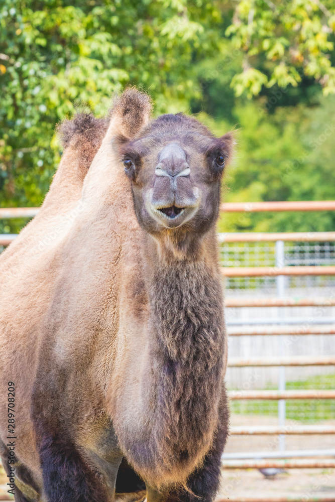 Obraz premium Camel with two humps in the zoo in sunny weather._