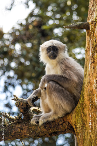 monkey in india