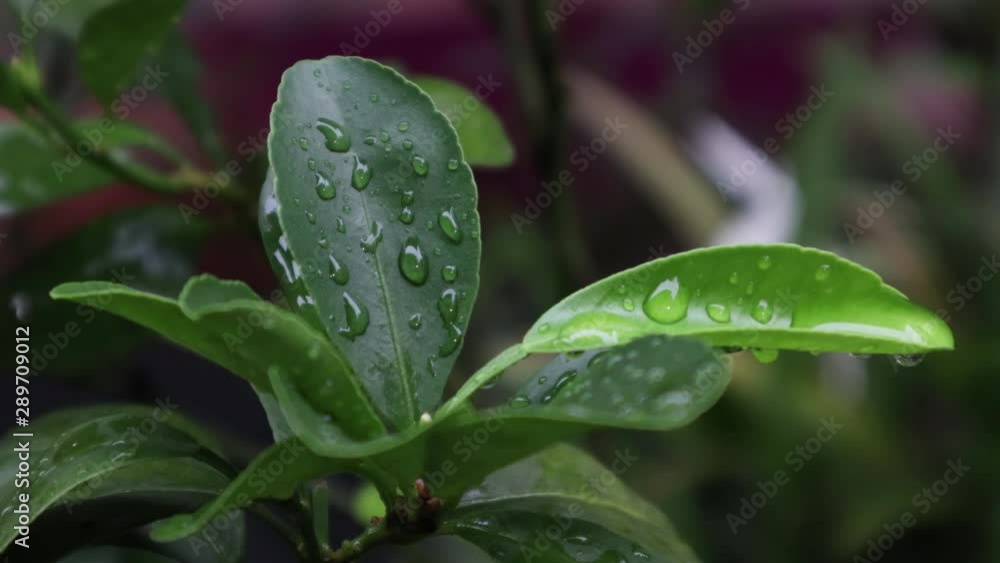 Freshness concept, water on leaf, close up static shot Freshness concept, water on leaf, close up static shot