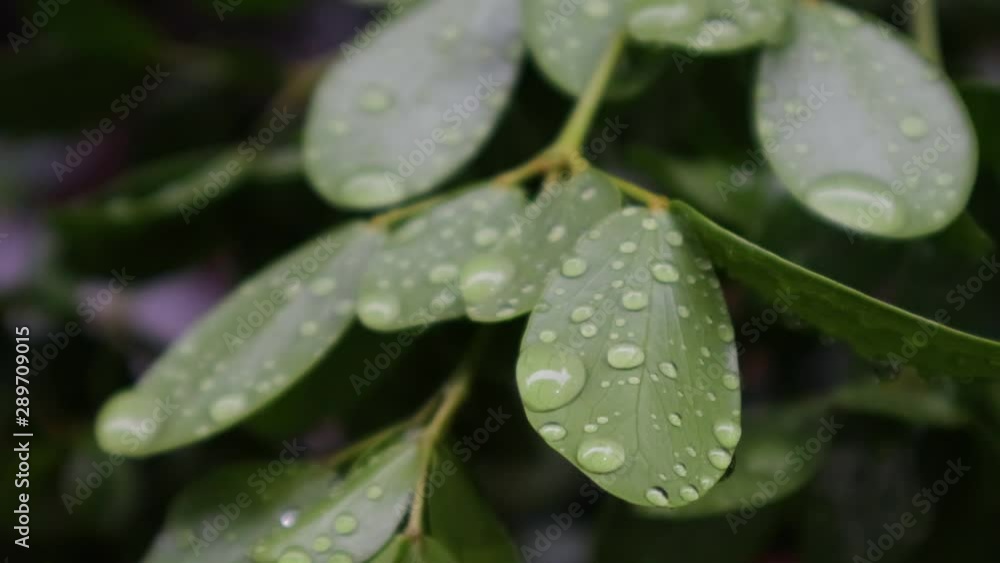 Circle pattern from raindrop on leaf, soft focus, close up Circle pattern from raindrop on leaf, soft focus, close up