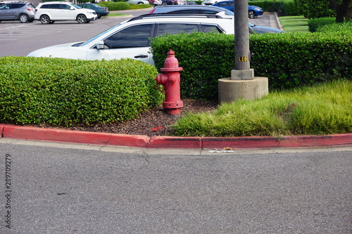 Fire hydryant by bushes