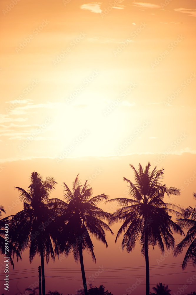 Silhouette coconut tree on sunset sky background