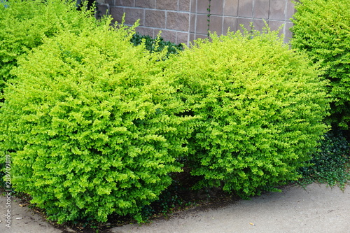 Bushes by A building