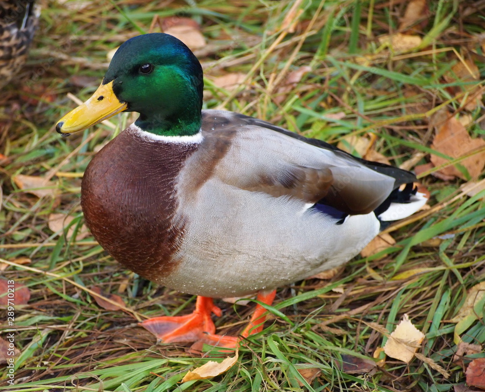 duck on grass